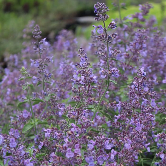 Котовник Фассена Six Hills