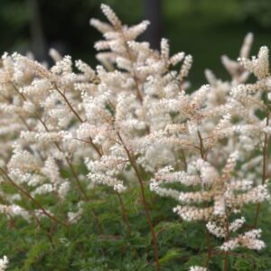 Волжанка кокорышелистная (карликовая)