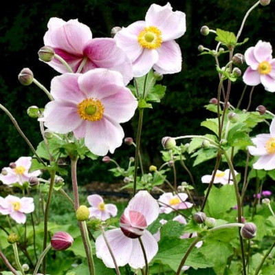 Анемона Японская