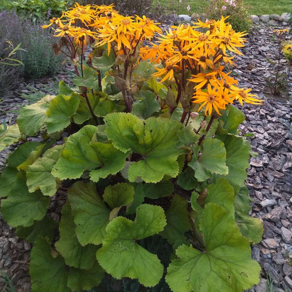 Бузульник зубчатый