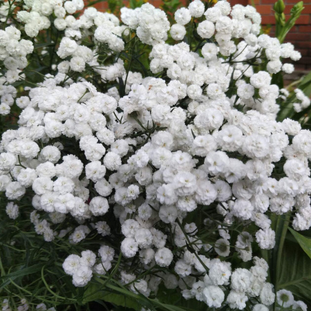 Тысячелистник птармика Perry’s White