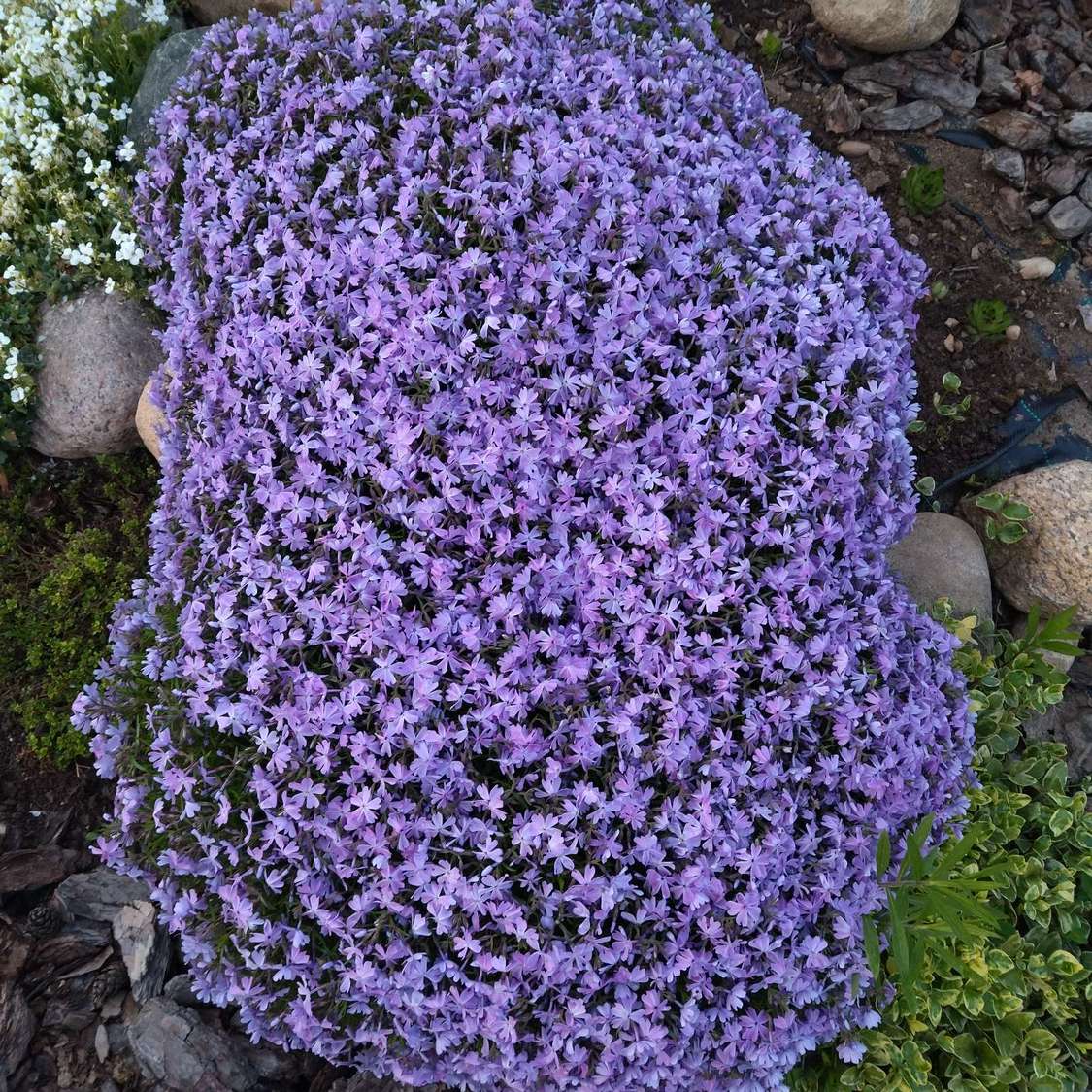 Флокс шиловидный