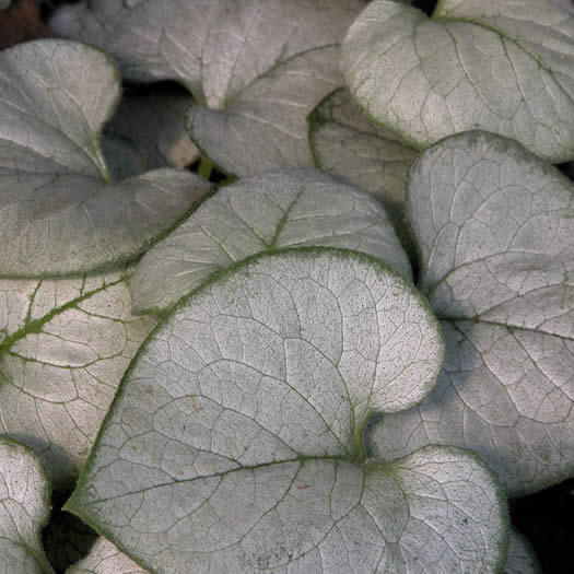 Брунера крупнолистная Looking Glass