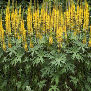 Бузульник Пржевальского