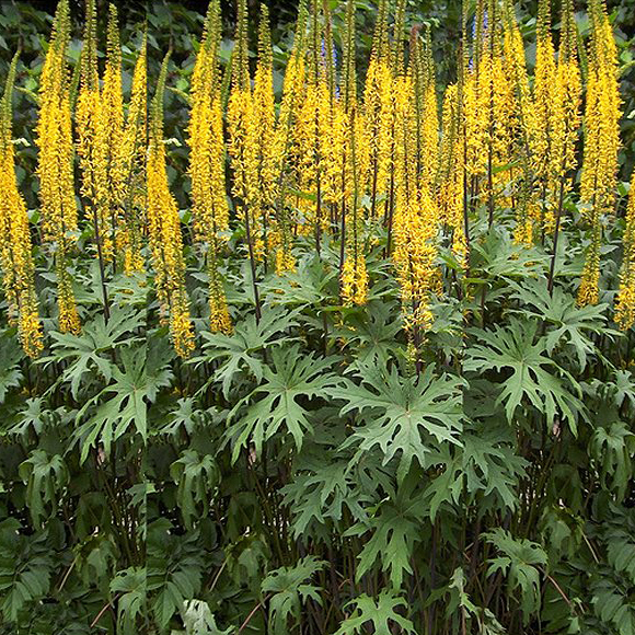 Бузульник Пржевальского