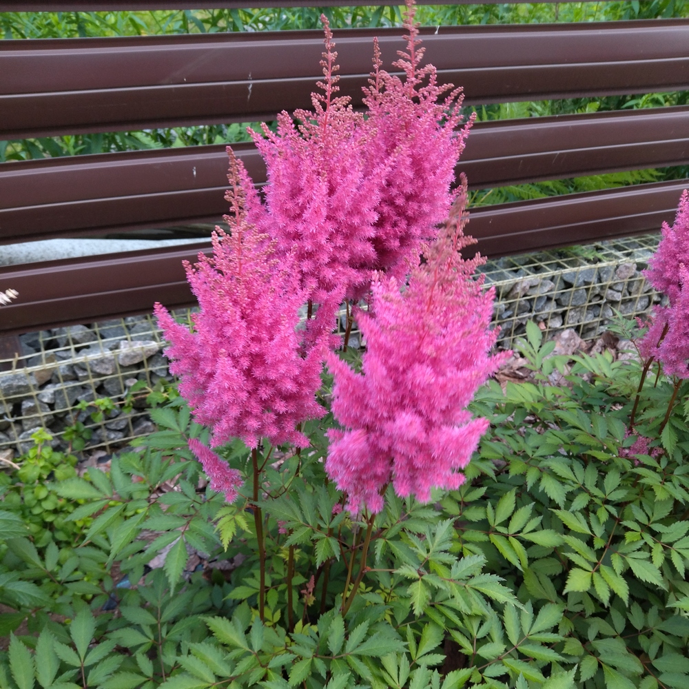 Астильба Арендса