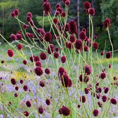 Кровохлебка лекарственная