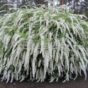 Спирея серая Grefsheim