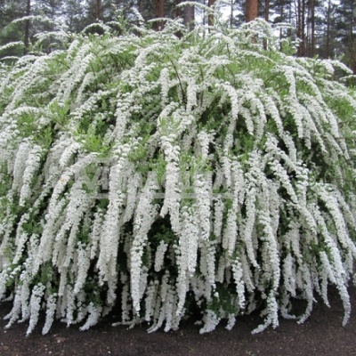 Спирея серая Grefsheim