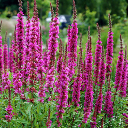 Дербенник иволистный Lady Sackville