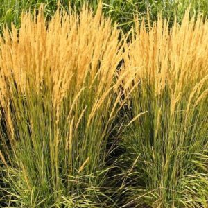 Вейник остроцветковый Karl Foerster