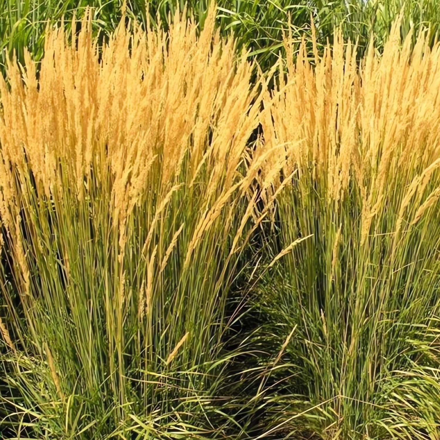 Вейник остроцветковый Karl Foerster