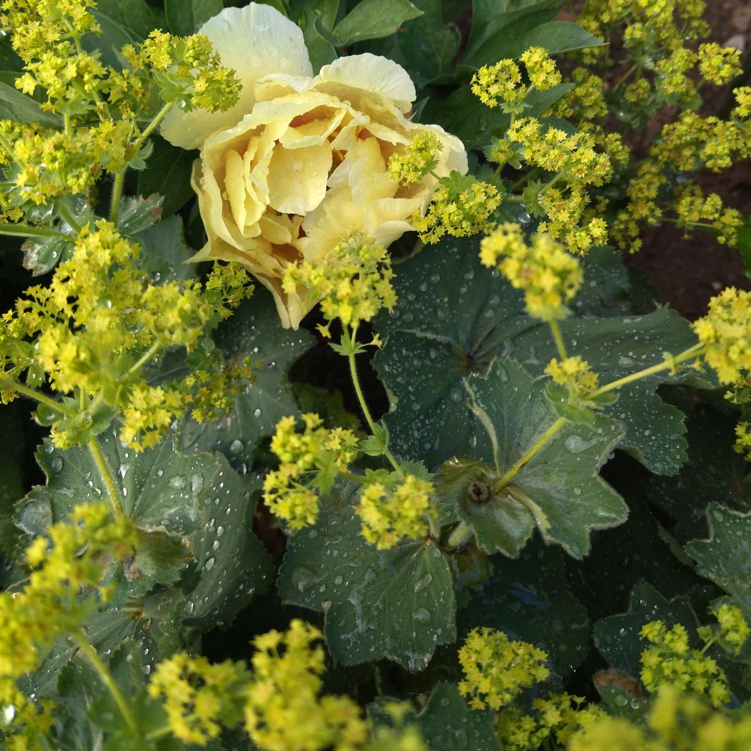 Манжетка мягкая Robustica