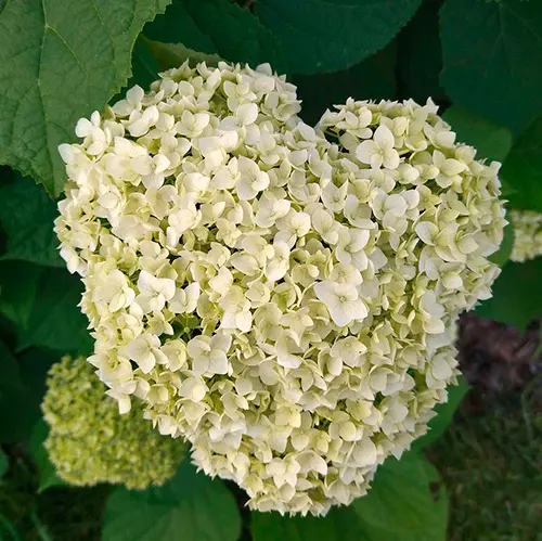 Гортензия древовидная Annabelle