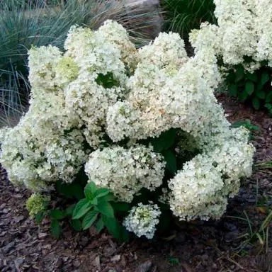 Гортензия метельчатая Bobo