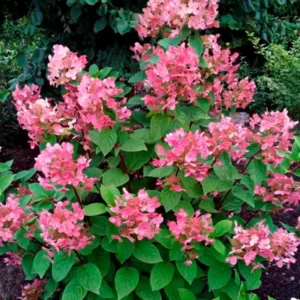 Гортензия метельчатая Early Sensation