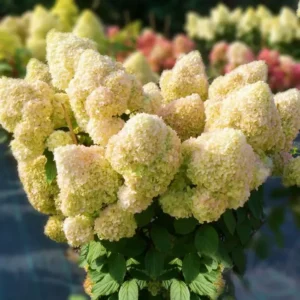 Гортензия метельчатая Diamantino