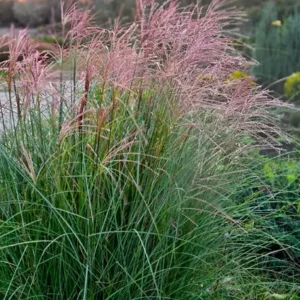 Мискантус китайский Gracillimus