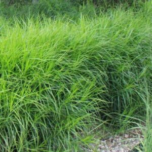 Осока мускингуменская (пальмолистная)