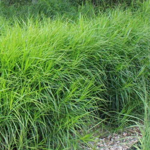 Осока мускингуменская (пальмолистная)