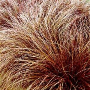 Осока косматая Bronze Form