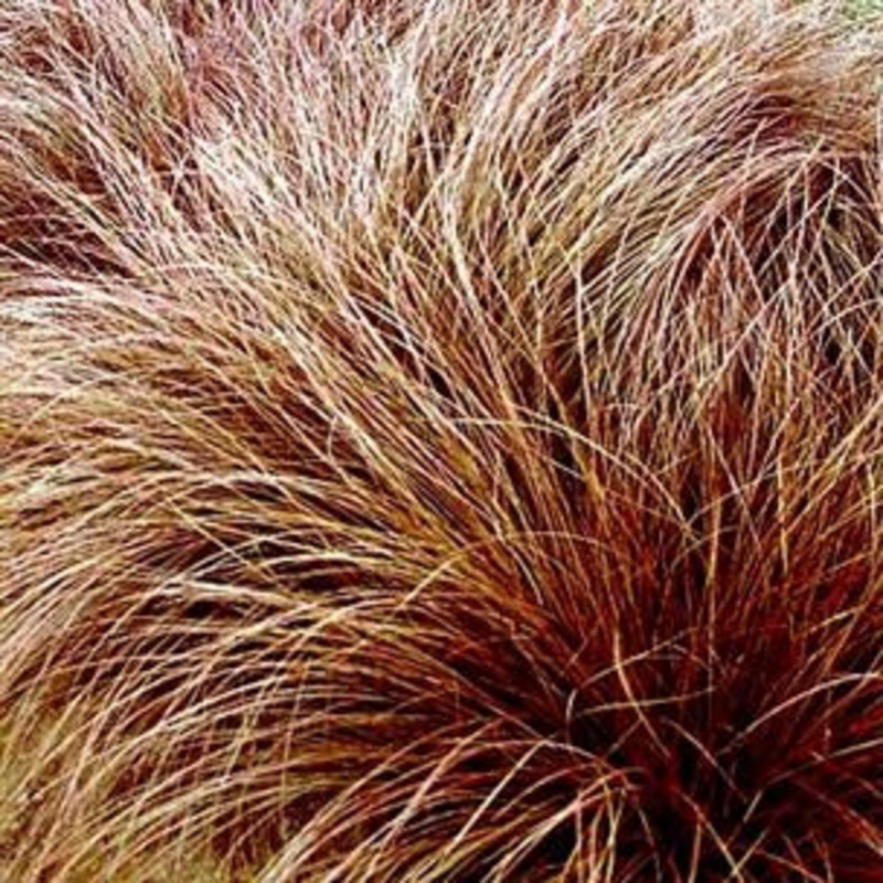 Осока косматая Bronze Form
