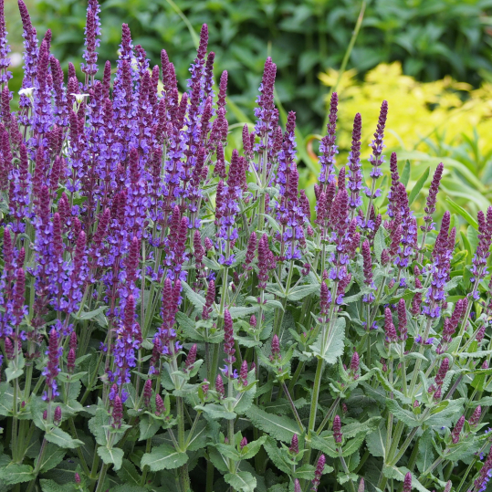 Шалфей дубравный