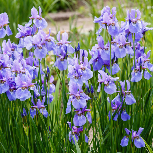 Ирис сибирский