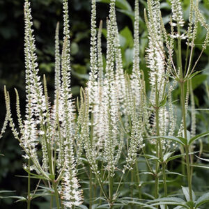 Вероникаструм виргинский Album