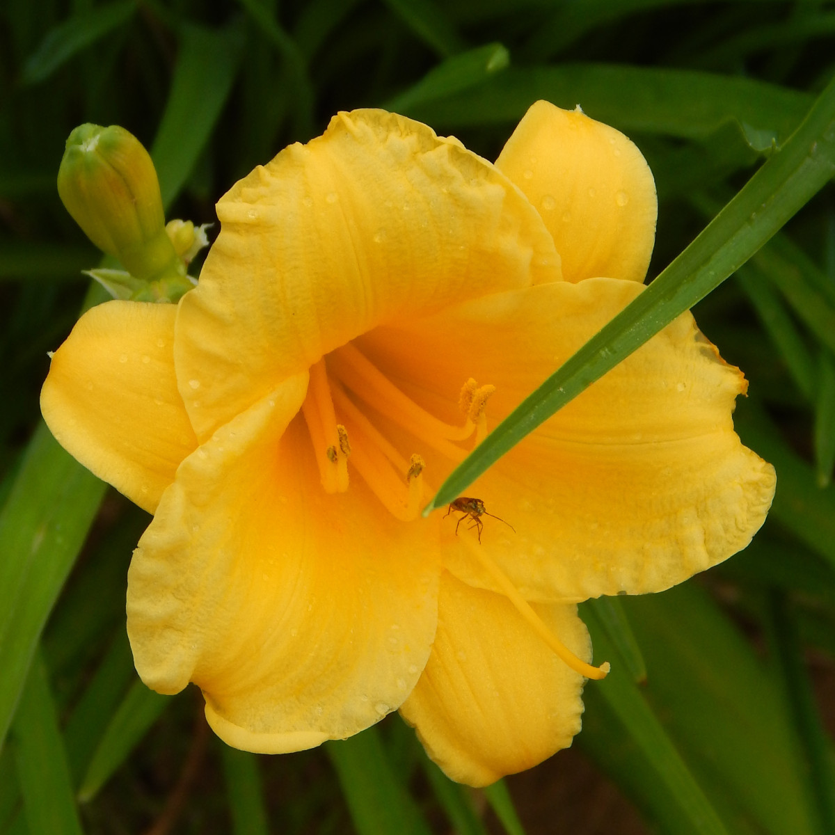 Лилейник гибридный Stella de Oro