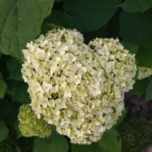 Гортензия древовидная Annabelle