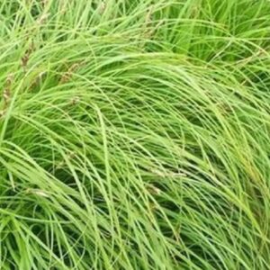 Осока весенняя