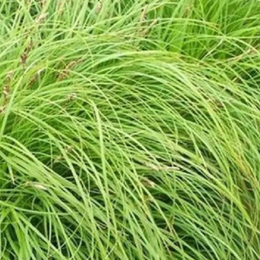 Осока весенняя