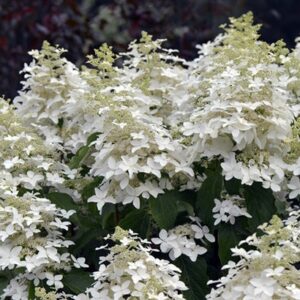 Гортензия метельчатая Magical Starlight