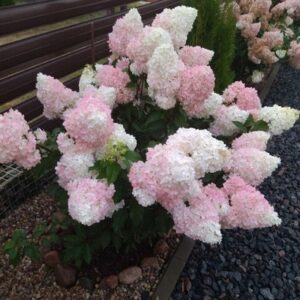 Гортензия метельчатая Vanille Fraise