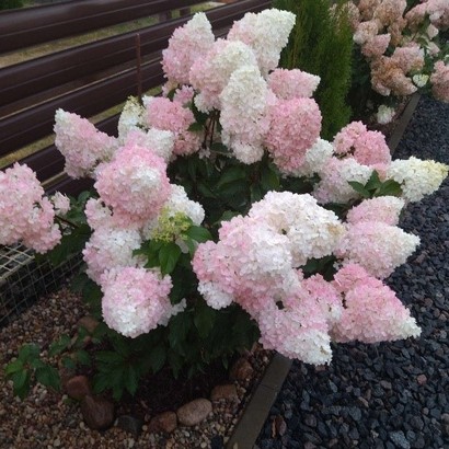 Гортензия метельчатая Vanille Fraise