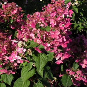 Гортензия метельчатая Wim`s Red