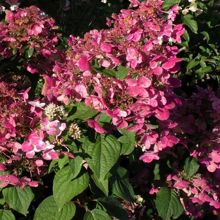 Гортензия метельчатая Wim`s Red