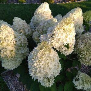 Гортензия метельчатая Limeligh