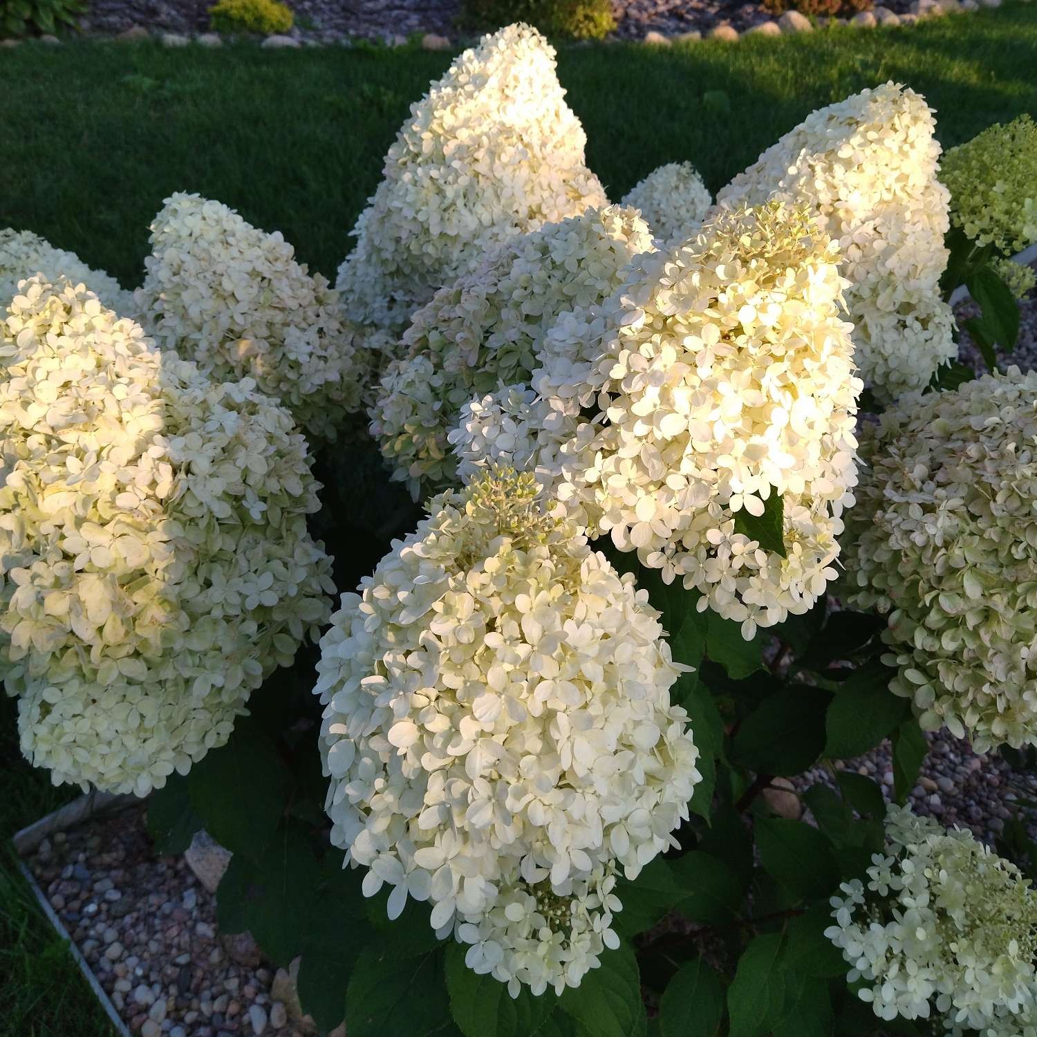 Гортензия метельчатая Limeligh