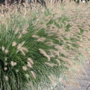 Пеннисетум лисохвостный Hameln