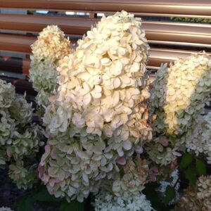 Гортензия метельчатая Phantom