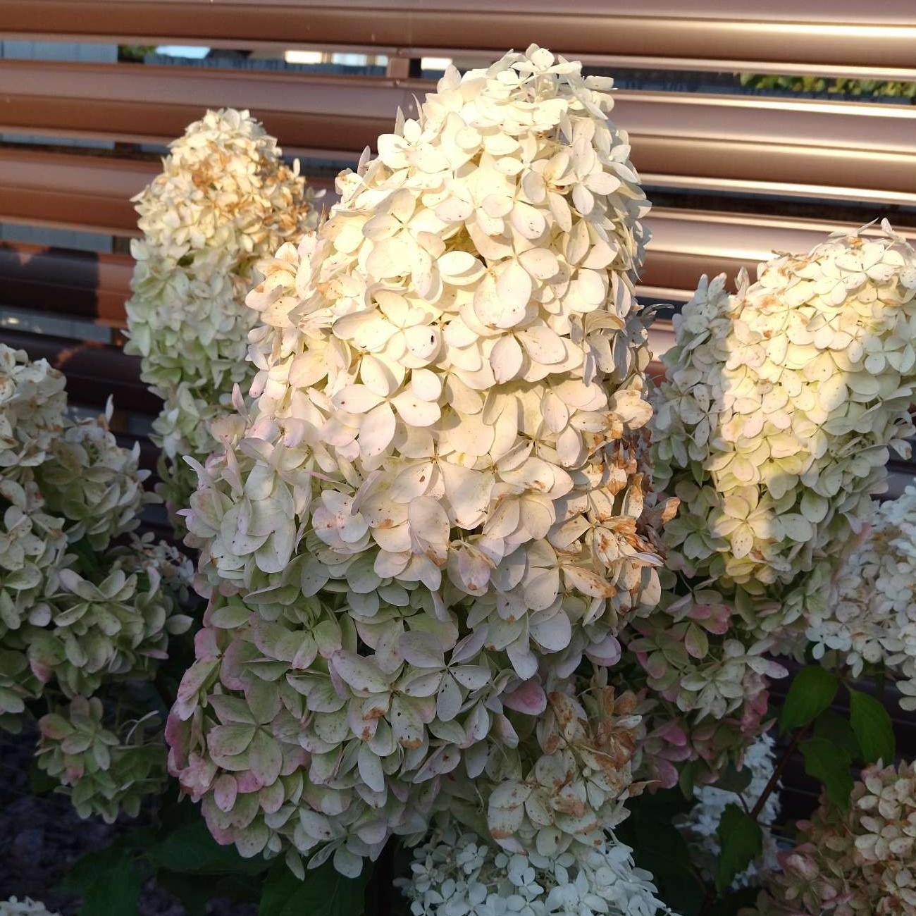 Гортензия метельчатая Phantom