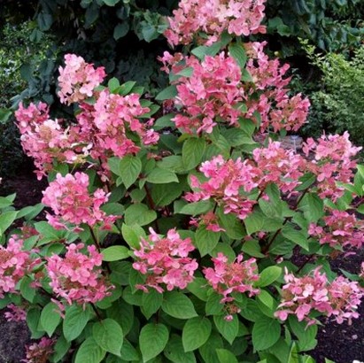 Гортензия метельчатая Early Sensation