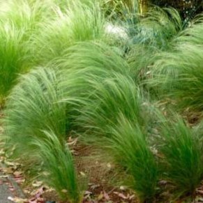 Ковыль тончайший Pony Tails1