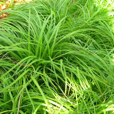 Осока гибридная The Beatles