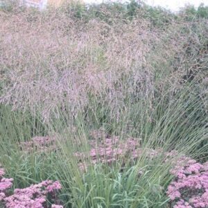 Молиния тростниковая Fontane1