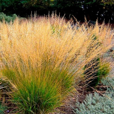 Молиния тростниковая Fontane