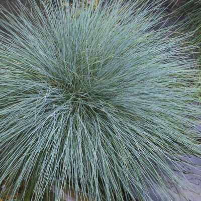 Овсяница сизая Freddy