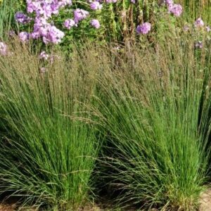 Молиния голубая Heidebraut1